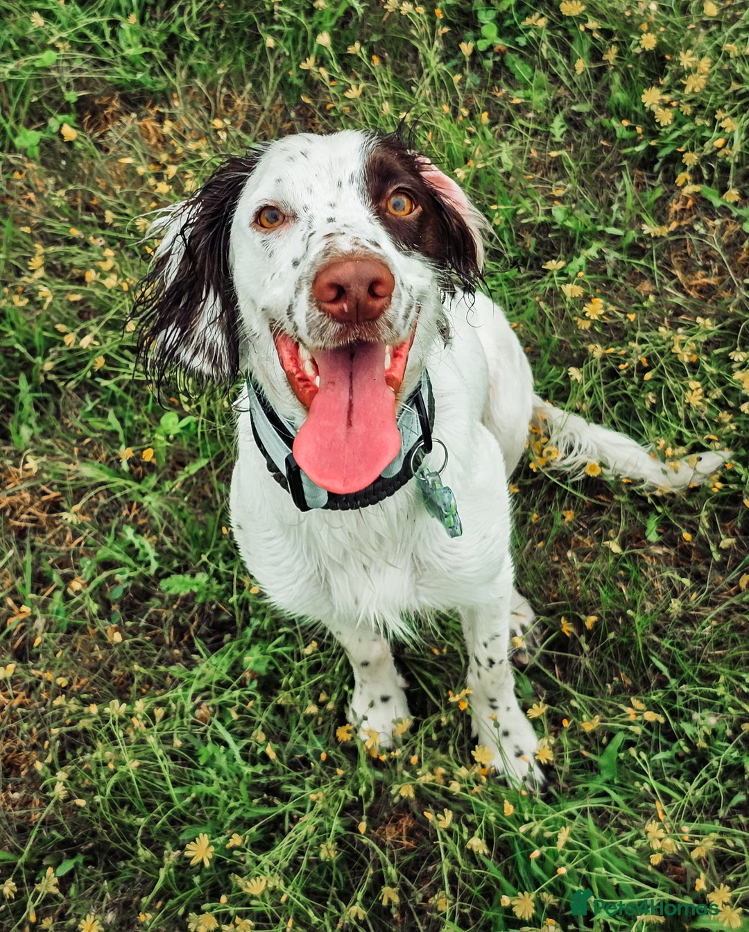 English Springer Spaniel dogs for sale: Forrest, 1.5yr old male ESS - Image 8