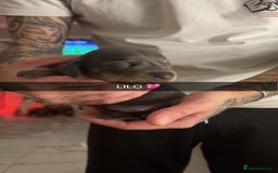 Miniature Dachshund dogs for sale: FOR SALE *Miniature dachshund puppies*  - Image 20