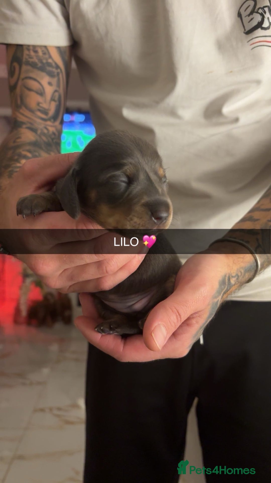 Miniature Dachshund dogs for sale: FOR SALE *Miniature dachshund puppies*  - Image 20