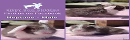 Mini Lop rabbits for sale: Baby Mini Lop Bunnies - Reserve now, collect 10/06 - Advert 2