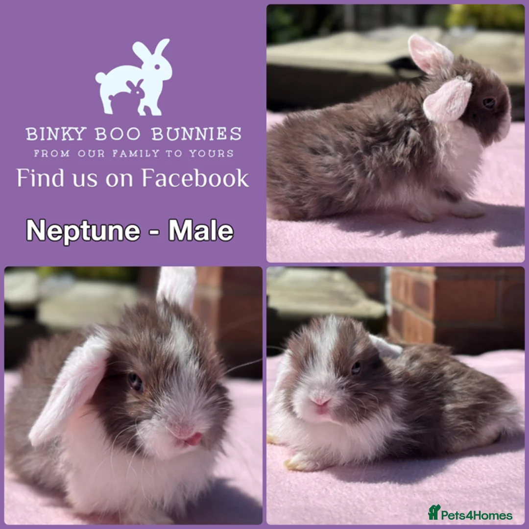 Mini Lop rabbits for sale: Baby Mini Lop Bunnies - Reserve now, collect 10/06 - Advert 2