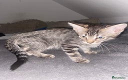 Ragdoll cats for sale: Silver ragdoll/Bengal  - Image 4