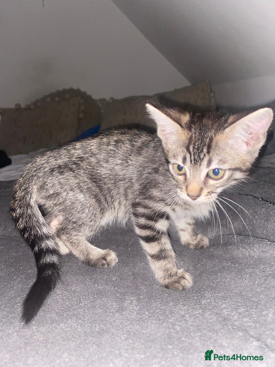Ragdoll cats for sale: Silver ragdoll/Bengal  - Image 4