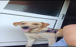 Labrador Retriever dogs for sale: Dottie needs a loving home  - Image 1