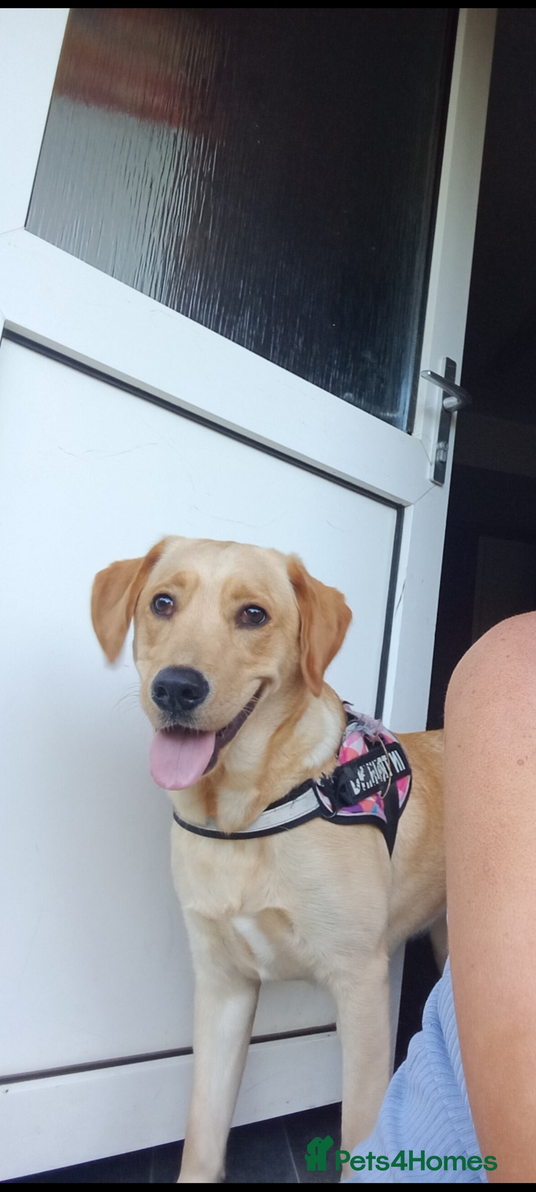 Labrador Retriever dogs for sale: Dottie needs a loving home  - Image 1