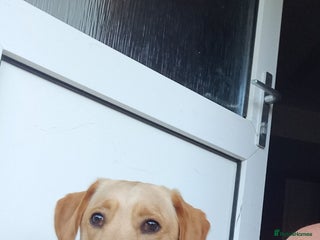 Labrador Retriever dogs - Advert 3