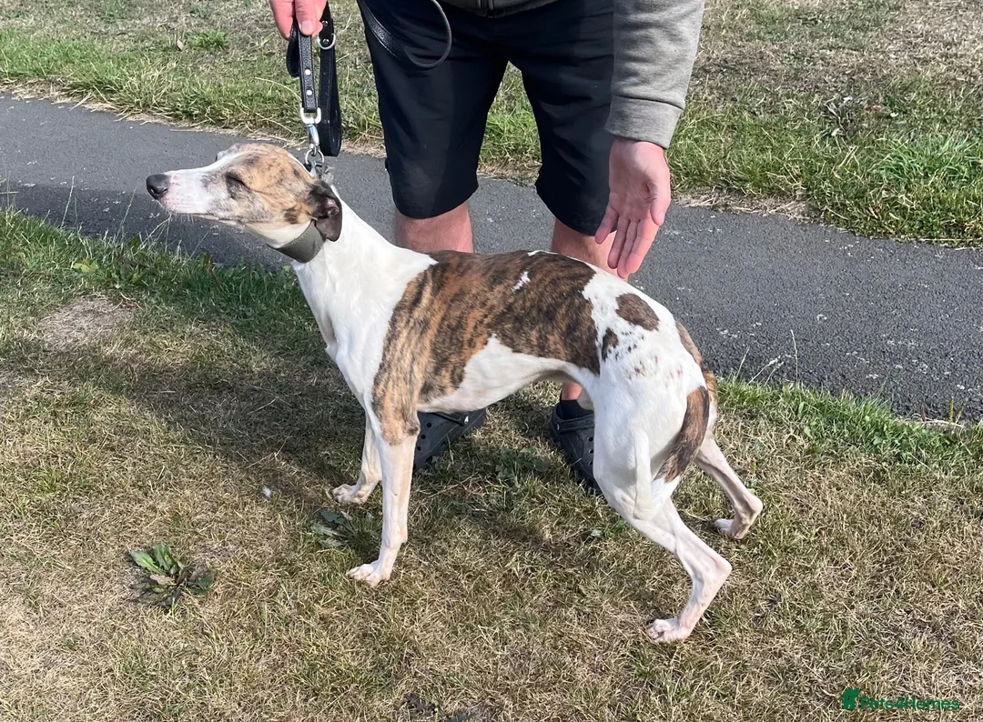 Whippet dogs for sale: Whippet in Stanley - Advert 2