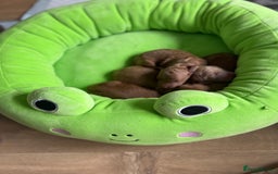 Cockapoo dogs for sale: Beautiful cockapoo puppies  - Image 9