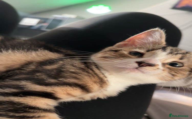 Domestic Shorthair cats - Advert 9