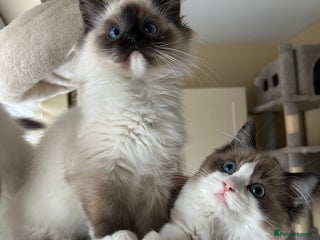 Ragdoll cats Ragdoll kittens now have two available. - Advert 4