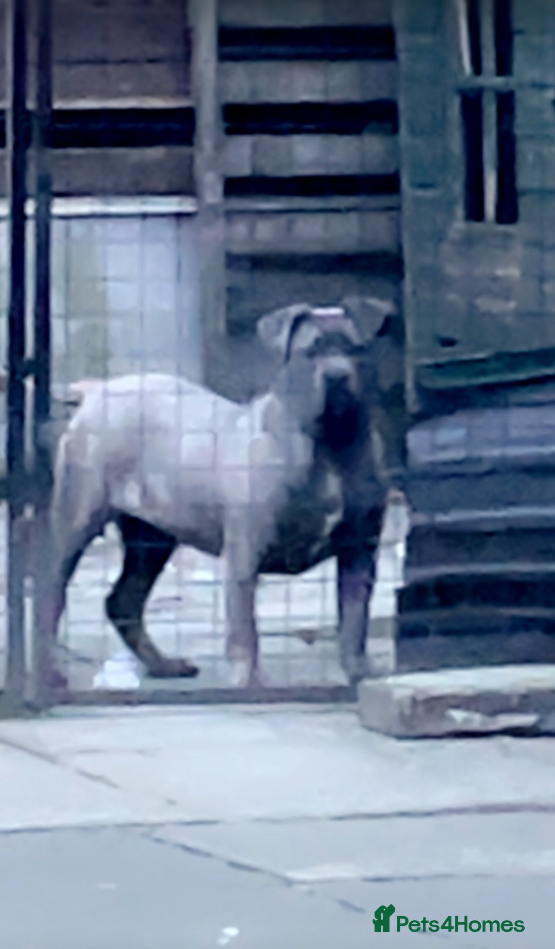 Presa Canario dogs for sale: Beautiful female ready to breed  - Image 3