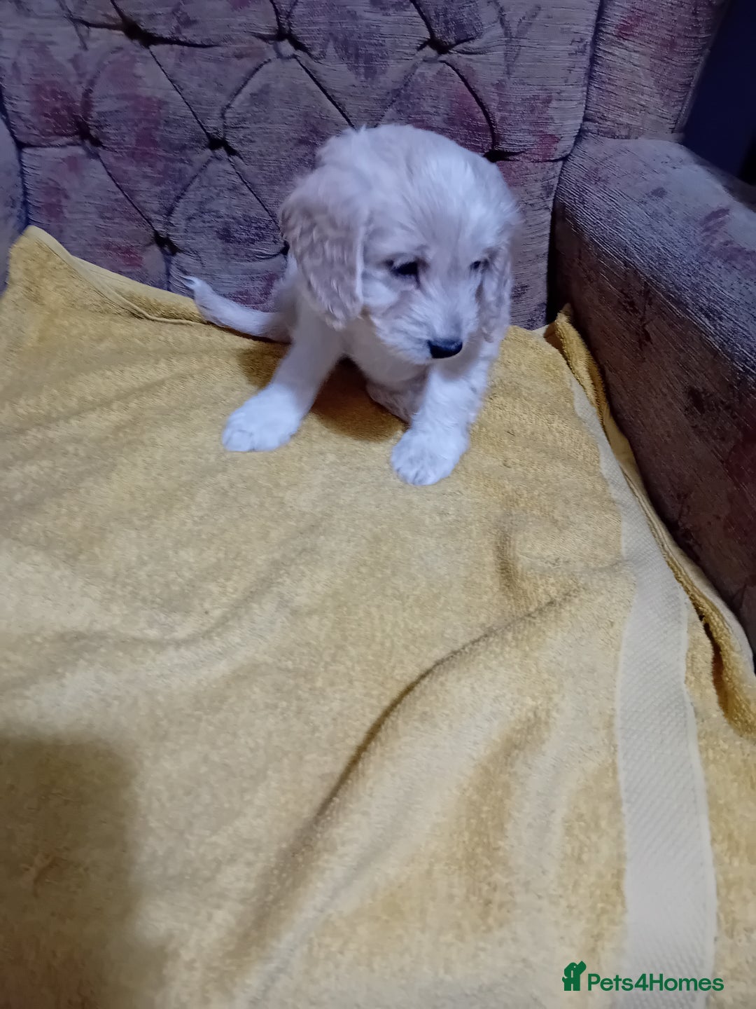 Cockapoo dogs for sale: Cocker × Cockapoo  - Advert 5