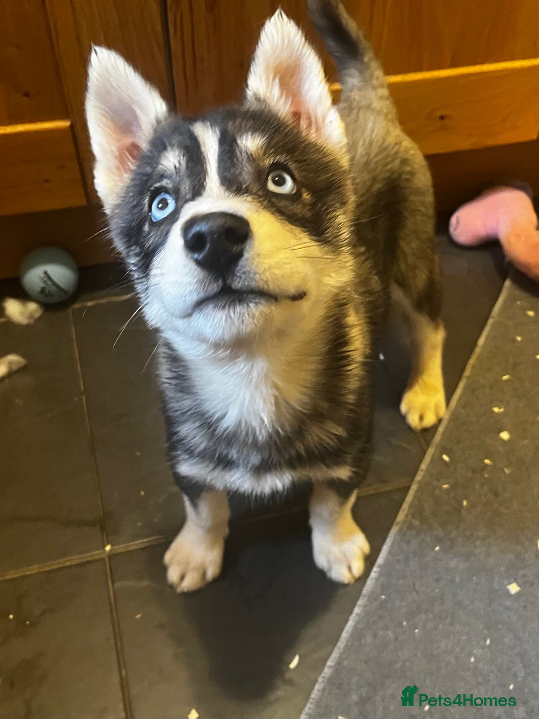 Siberian Husky dogs for sale: Stunning Husky Puppies - Advert 6