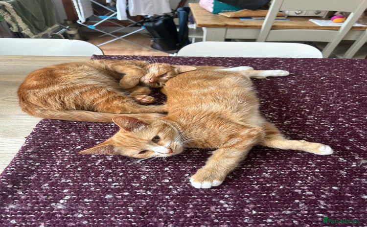 Domestic Shorthair cats - Advert 4