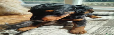 Cockapoo 3