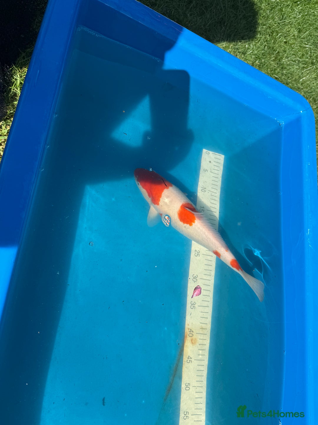 Koi Carp fish for sale: Various koi carp for sale  - Image 7