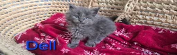 Maine Coon cats for sale: Maine Coon Kitten Reservation  - Advert 10