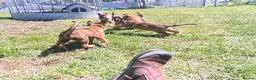 Mixed Breed dogs for sale: Belgian Malinois × German Shepherd Puppies 4 in Radstock - Advert 9