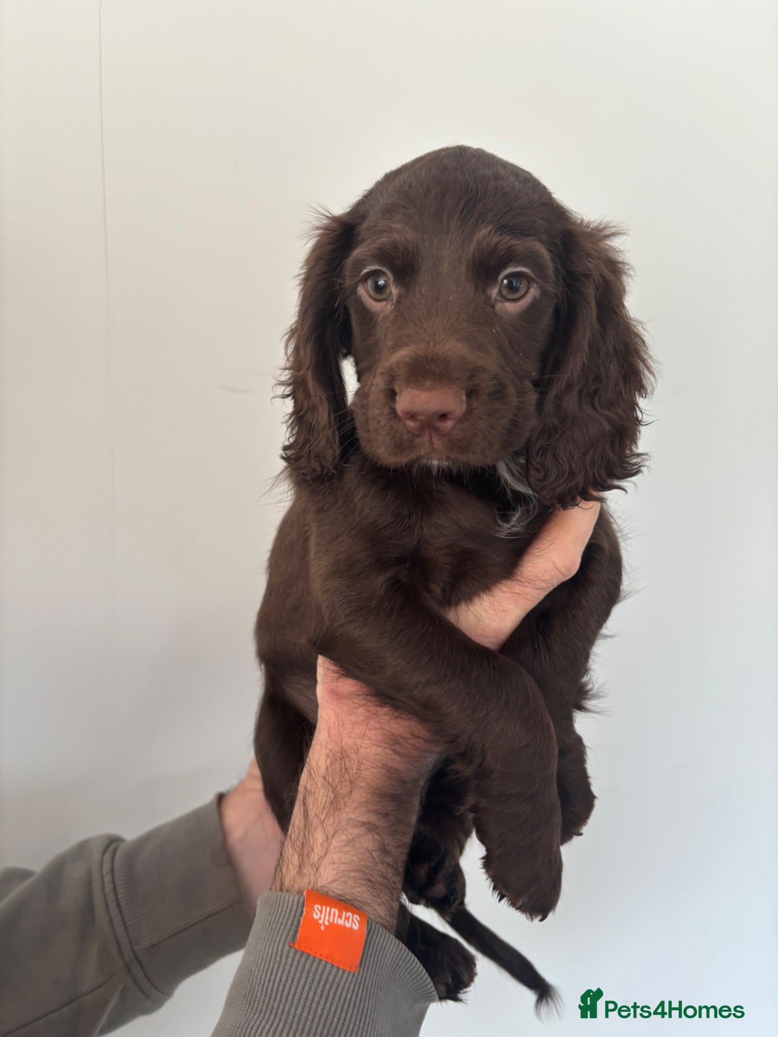 Sprocker dogs Sprocker spaniel puppies - Advert 12