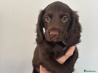 Sprocker dogs Sprocker spaniel puppies - Advert 12