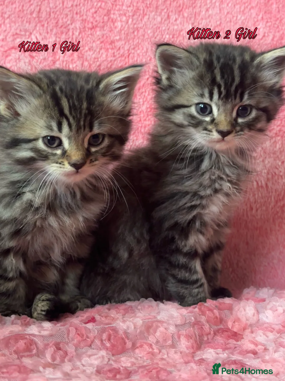 Maine Coon cats for sale: Maine coon cross Kittens❤️ - Advert 8