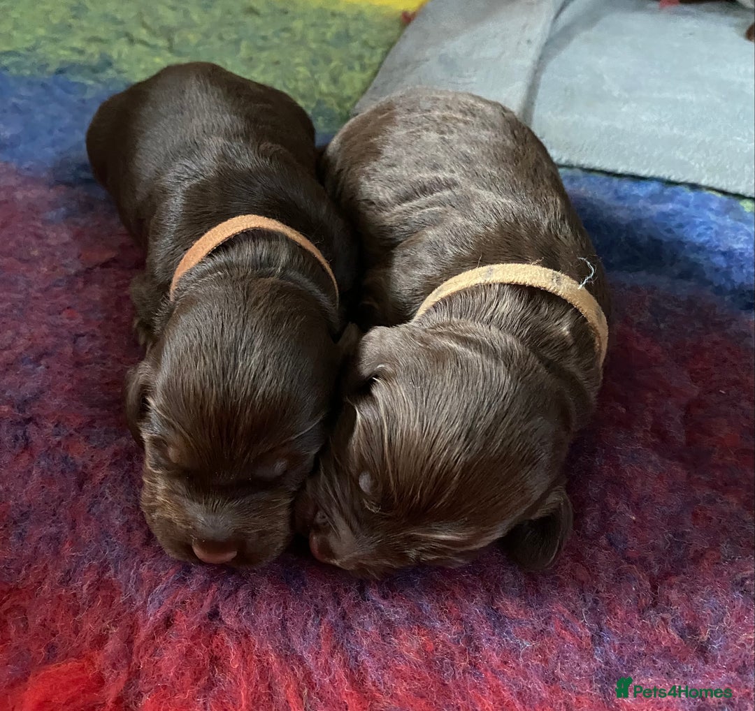 Sprocker dogs for sale: Working Cocker Spaniel pups 3/4 Cocker1/4 Sprocker - Advert 3