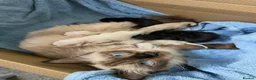 Siamese cats for sale: Gorgeous siamese x maine coone litter - Advert 1