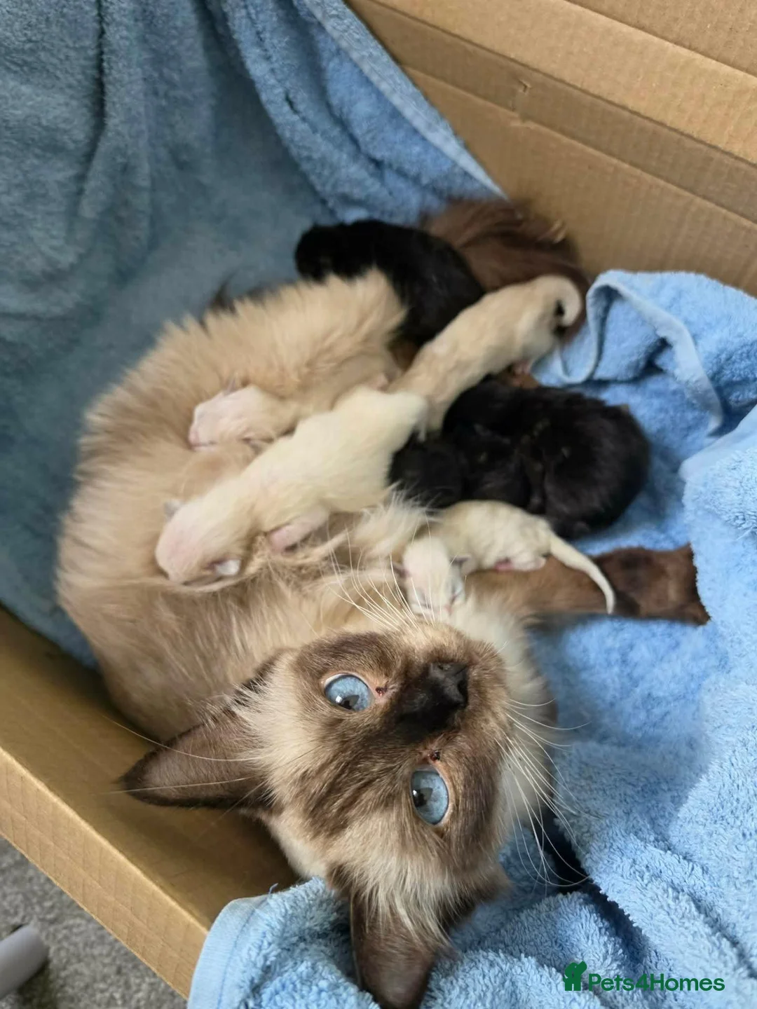 Siamese cats for sale: Gorgeous siamese x maine coone litter - Advert 1