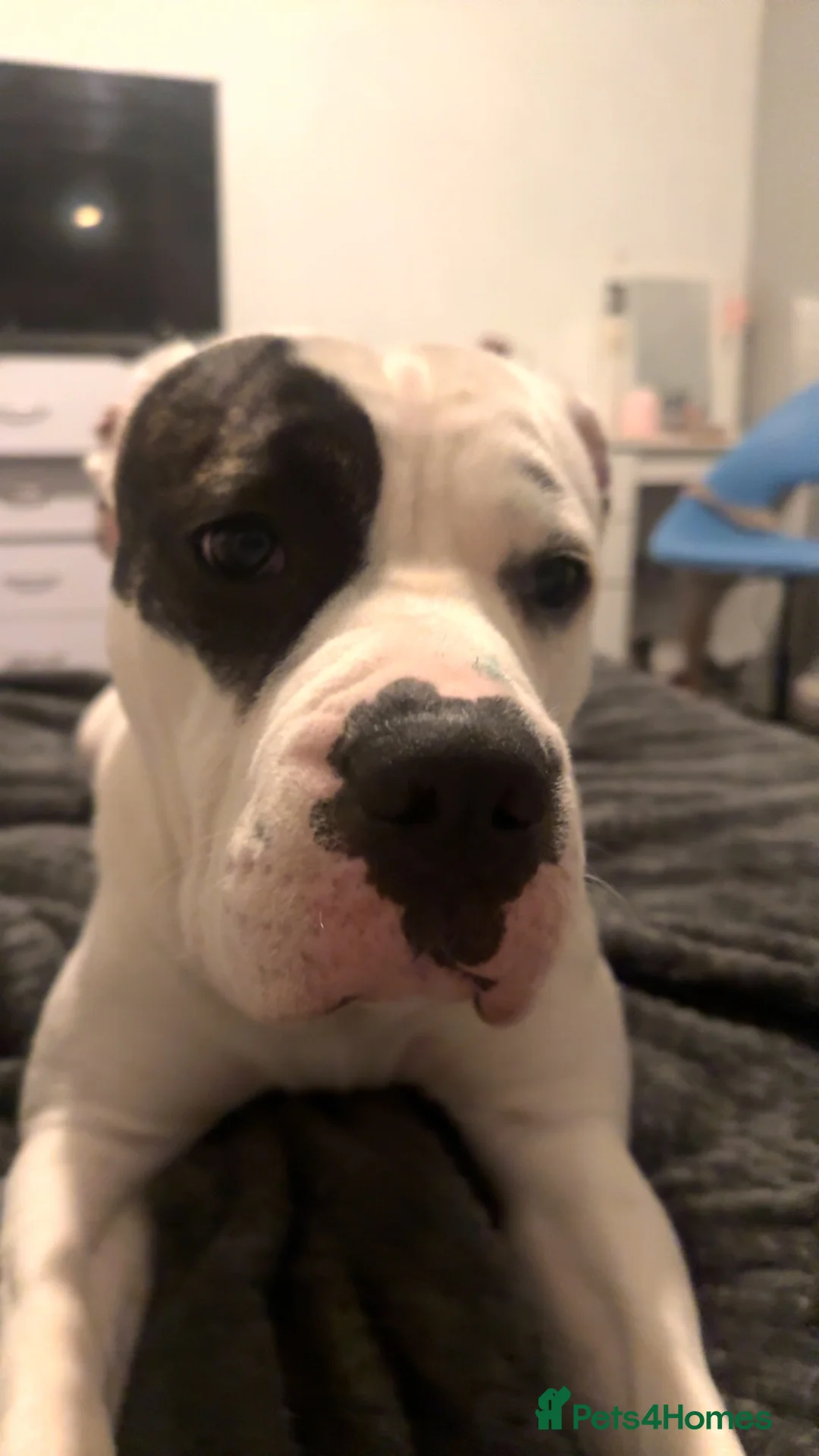 Mixed Breed dogs for sale: Aylestone Old Tyme English Bulldog in Sutton-in-Ashfield - Advert 1