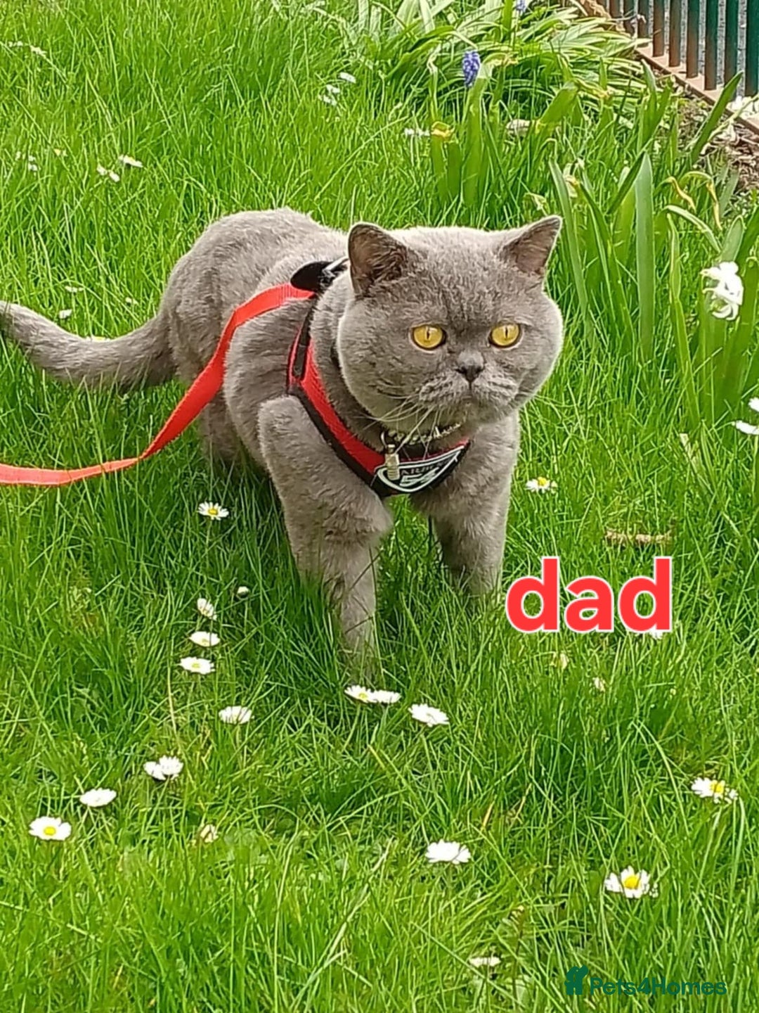 British Shorthair cats for sale: Slodziaki - Image 2