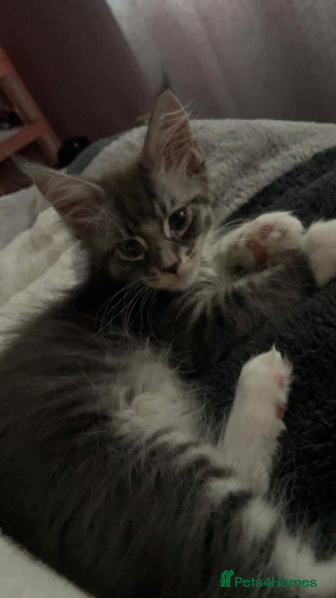 Maine Coon cats for sale: Maine Coon Kittens - Advert 5