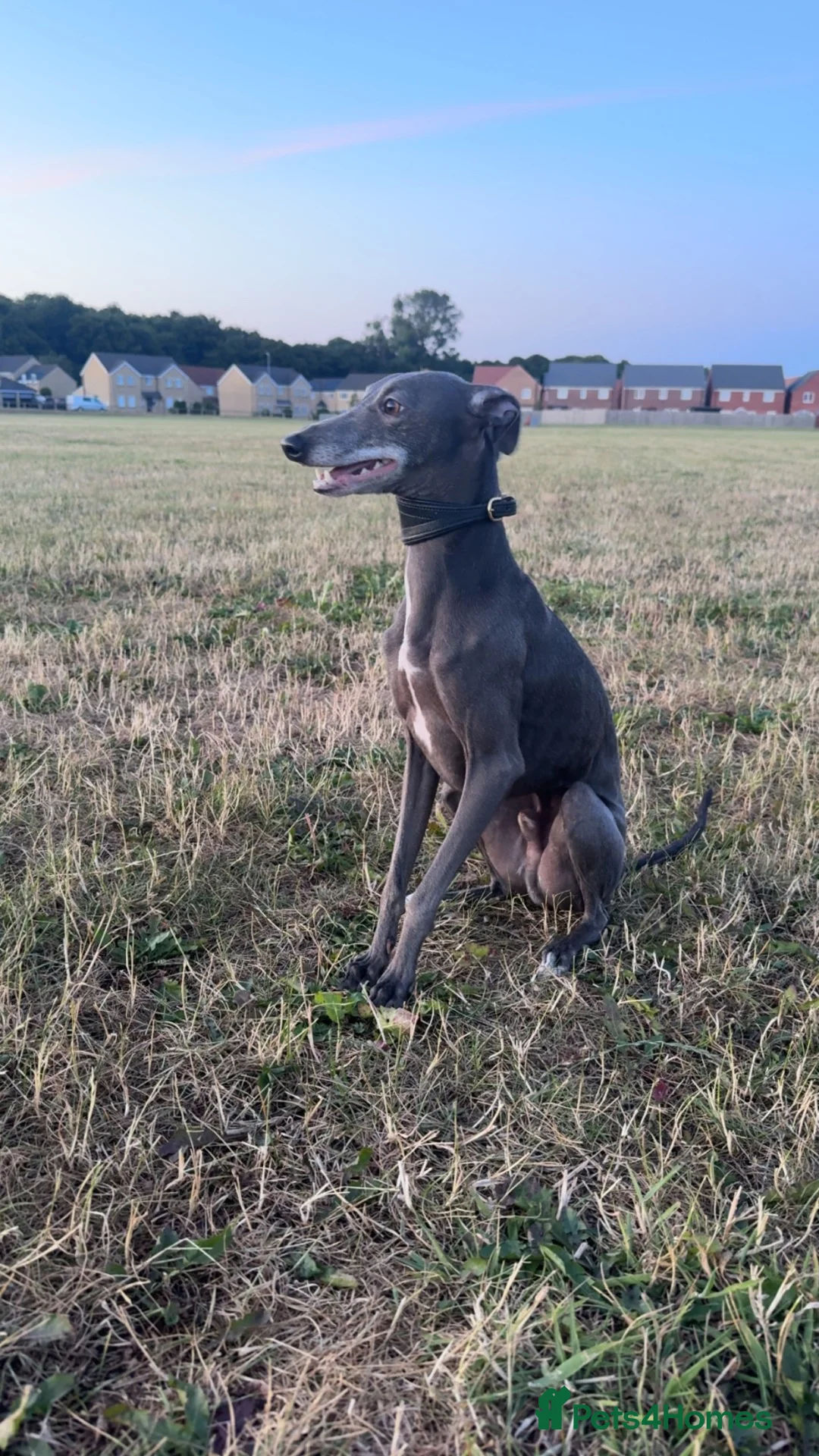 Mixed Breed dogs for sale: Italian greyhound  - Advert 1