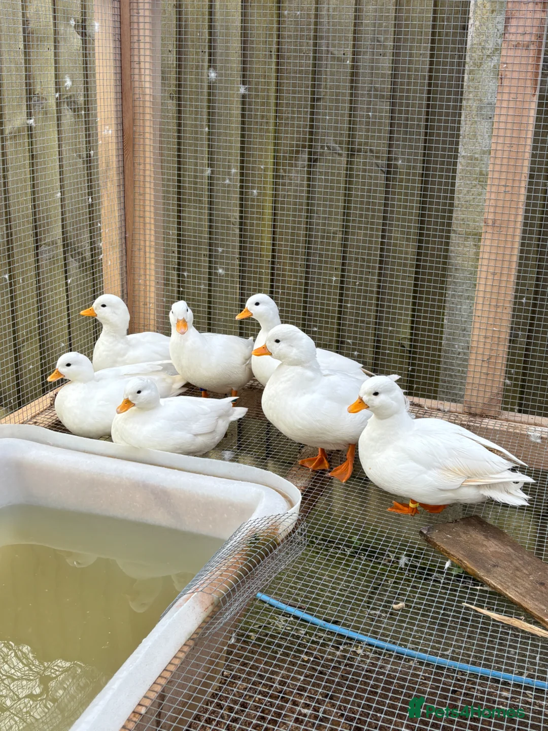 Ducks poultry for sale: White call duck pairs - Advert 1