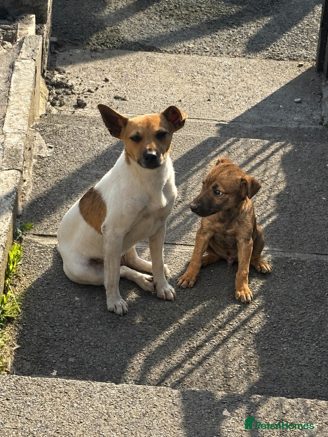 Jack Russell dogs Jack Russel  - Advert 6