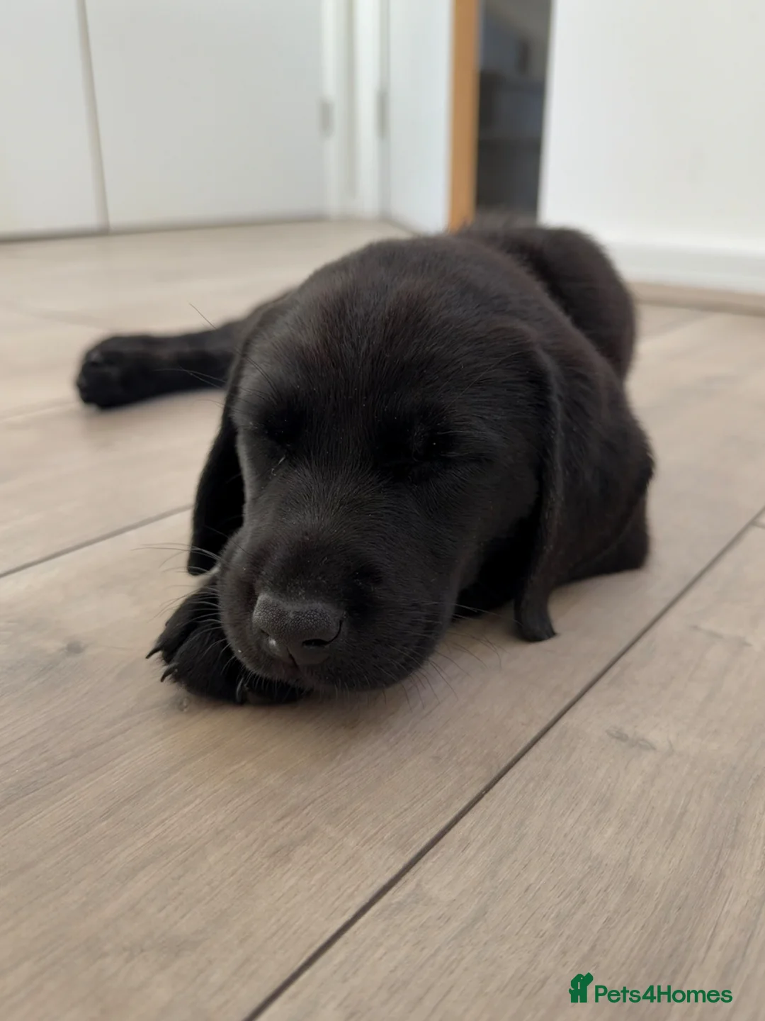 Labrador Retriever dogs for sale: KC REGISTERED BLACK LABRADOR in Manchester - Advert 2