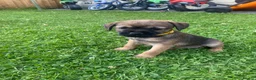 Border Terrier dogs for sale: ⭐️KC BORDER TERRIER PUPPIES, SLEM CLEAR - Advert 2
