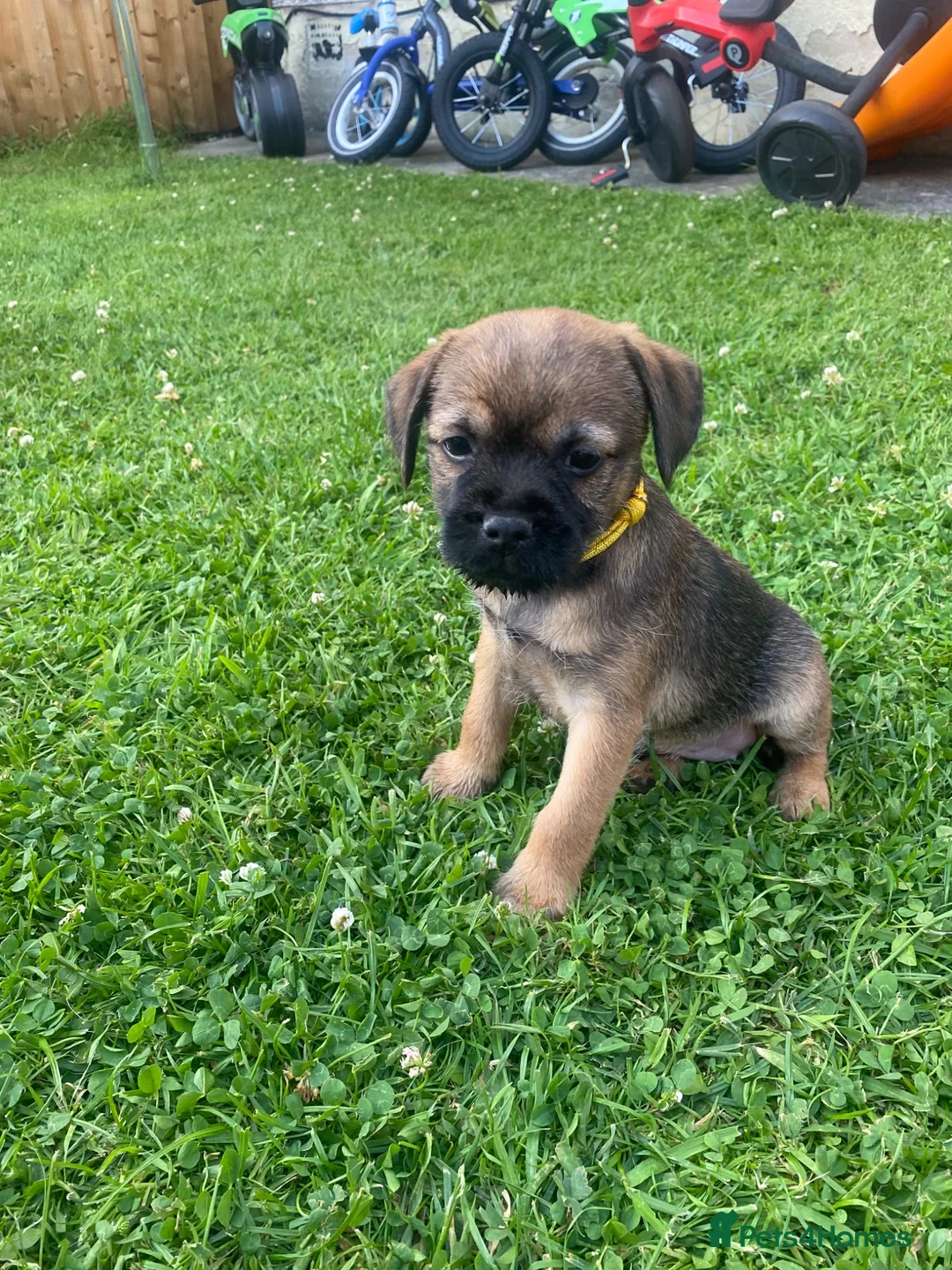 Border Terrier dogs for sale: ⭐️KC BORDER TERRIER PUPPIES, SLEM CLEAR - Advert 2