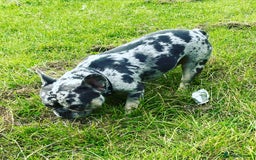French Bulldog dogs for stud: 💎Blue & Tan 🤎 Merle French bulldog stud 🧬🔥 in Manchester - Image 19