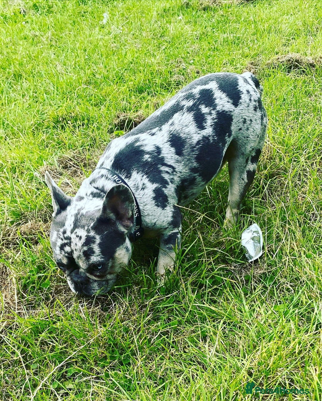 French Bulldog dogs for stud: 💎Blue & Tan 🤎 Merle French bulldog stud 🧬🔥 in Manchester - Image 19