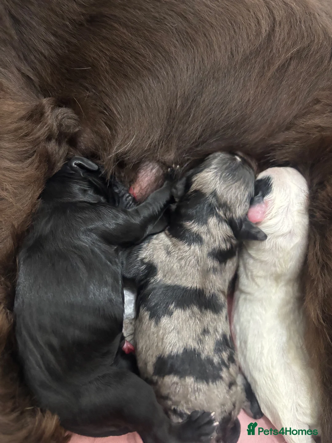 Mixed Breed dogs for sale: Sprockerpoo puppies - Advert 5