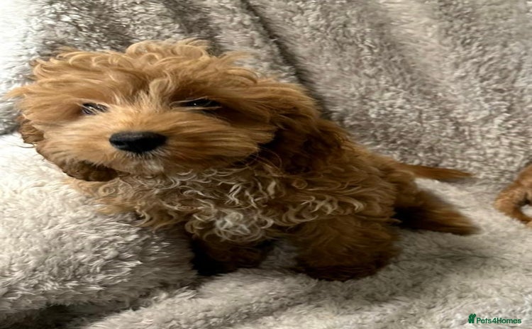 Cockapoo dogs - Advert 16