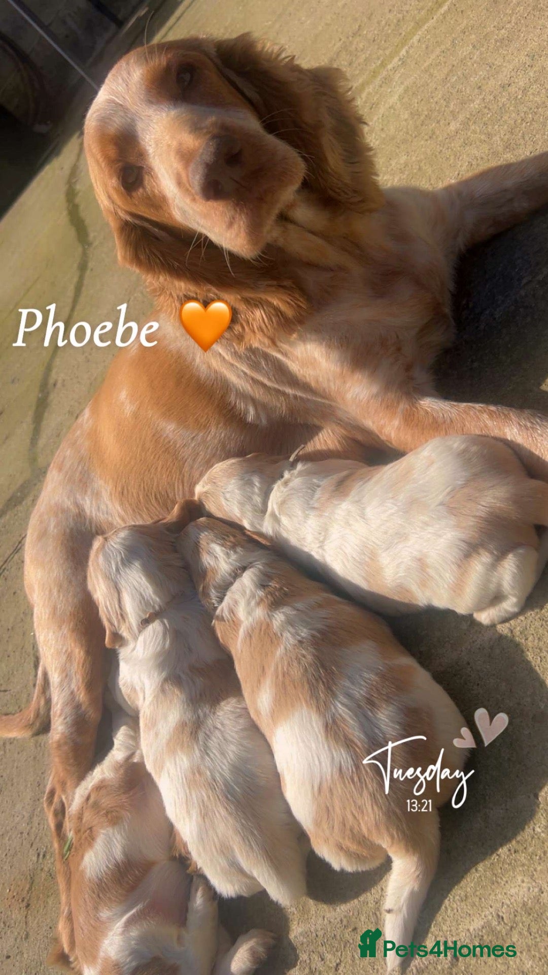 Cocker Spaniel dogs Cocker Spaniel Pups  - Advert 5