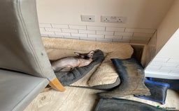 Sphynx cats for sale: Sphynx donskoy  - Image 2