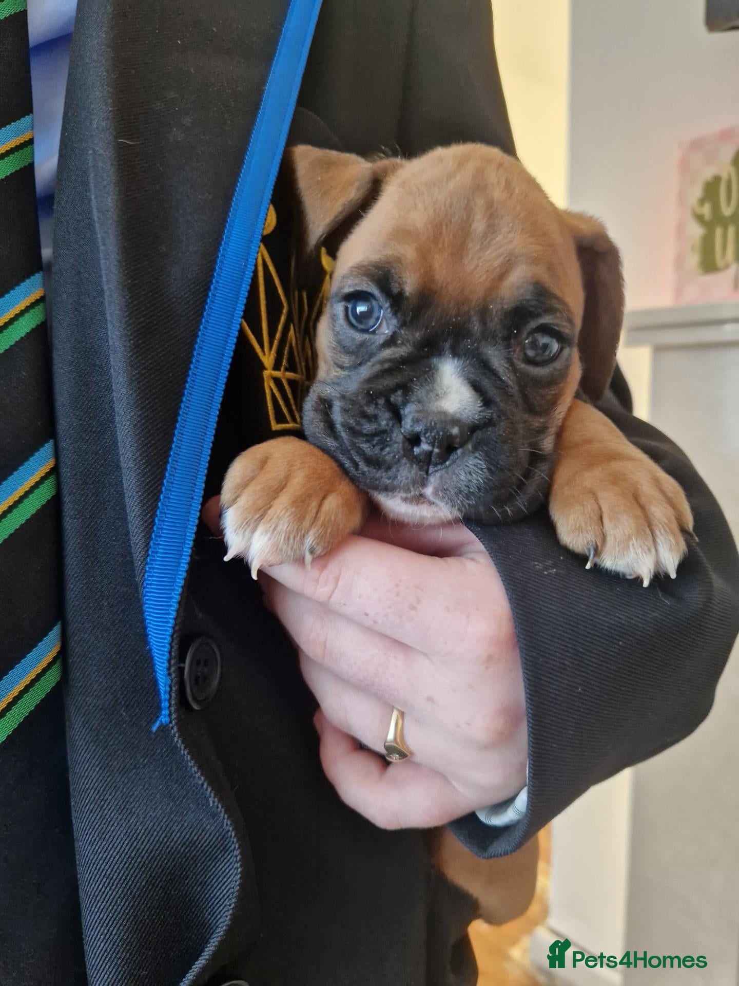 Boxer dogs *1 GORGEOUS GIRL LEFT * Pedigree Boxer Puppies - Advert 10