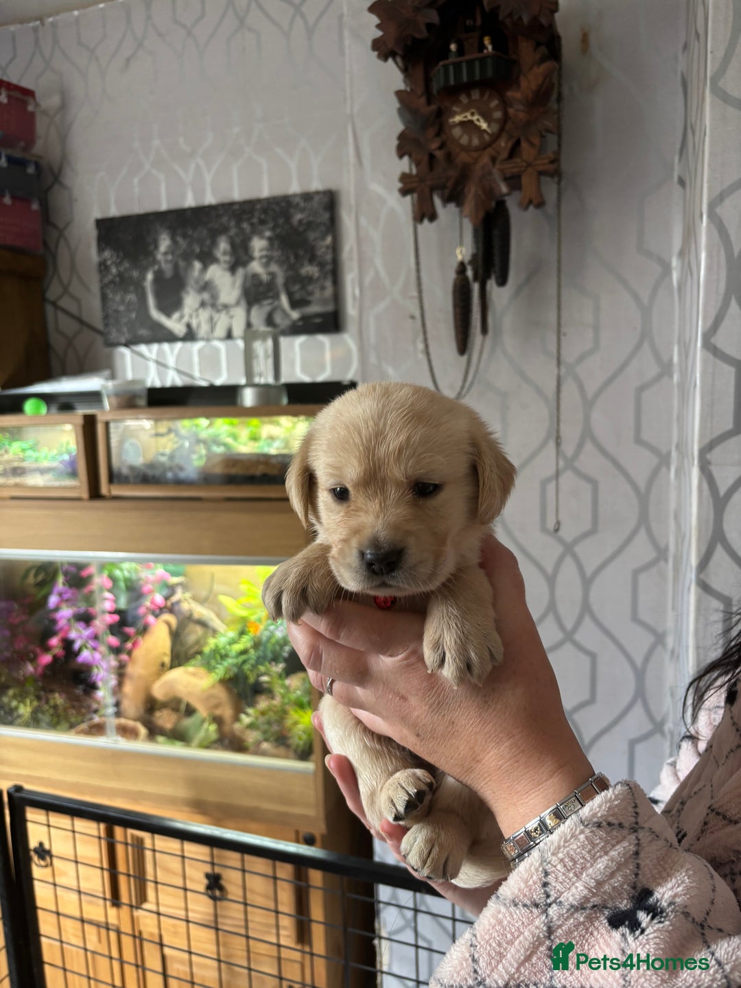 Goldador dogs for sale: Goldador - Image 4