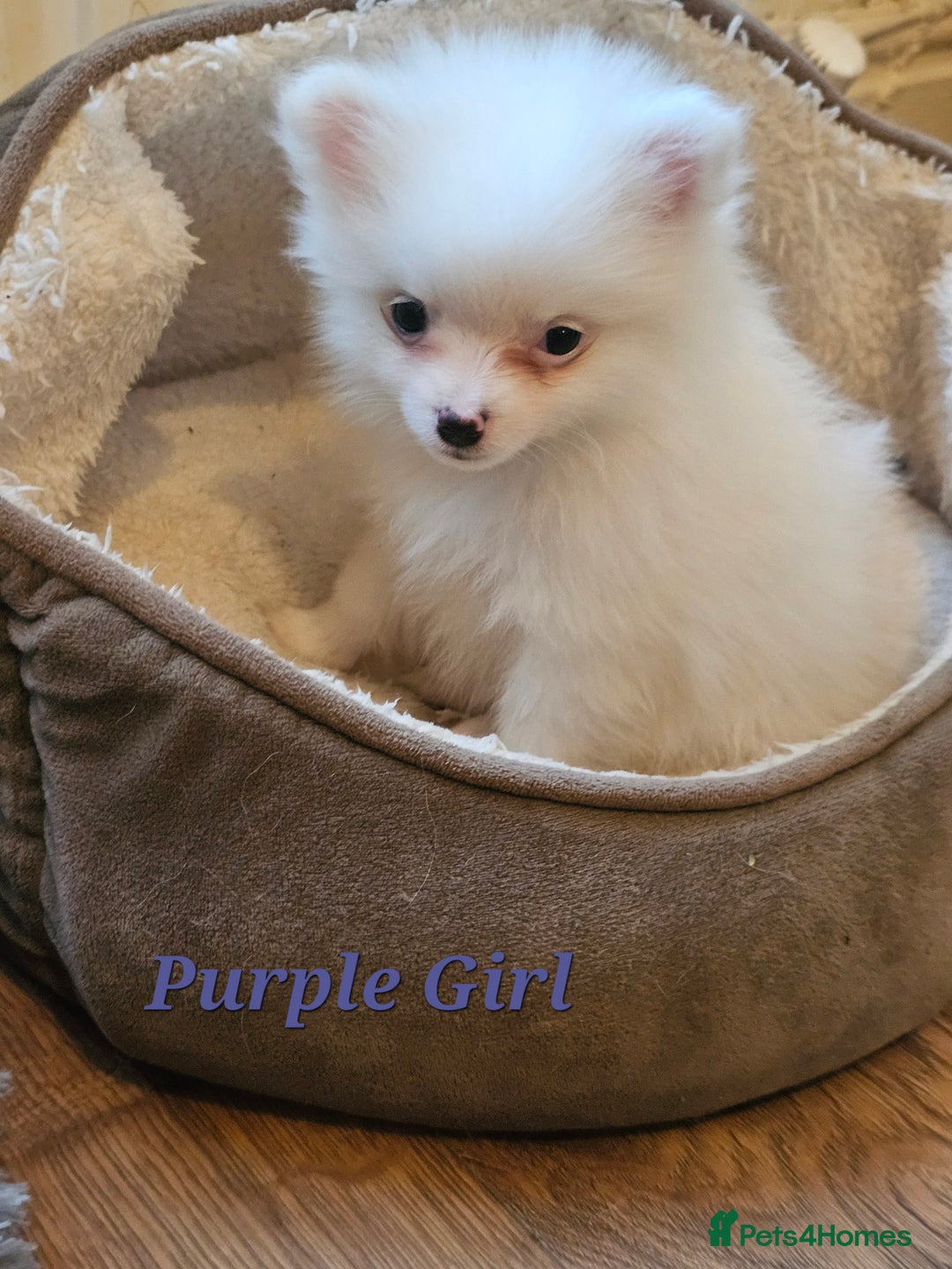 Pomeranian dogs for sale: POMERANIAN Puppies - Ready now  - Advert 1