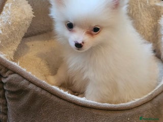 Pomeranian dogs POMERANIAN Puppies - Ready now - Advert 6