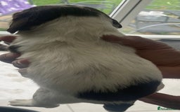 English Springer Spaniel dogs for sale: Beautiful Springer Spaniel working line - Advert 11