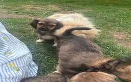 Mixed Breed dogs for sale: Beautiful Dachshund x Pekingese  - Image 5