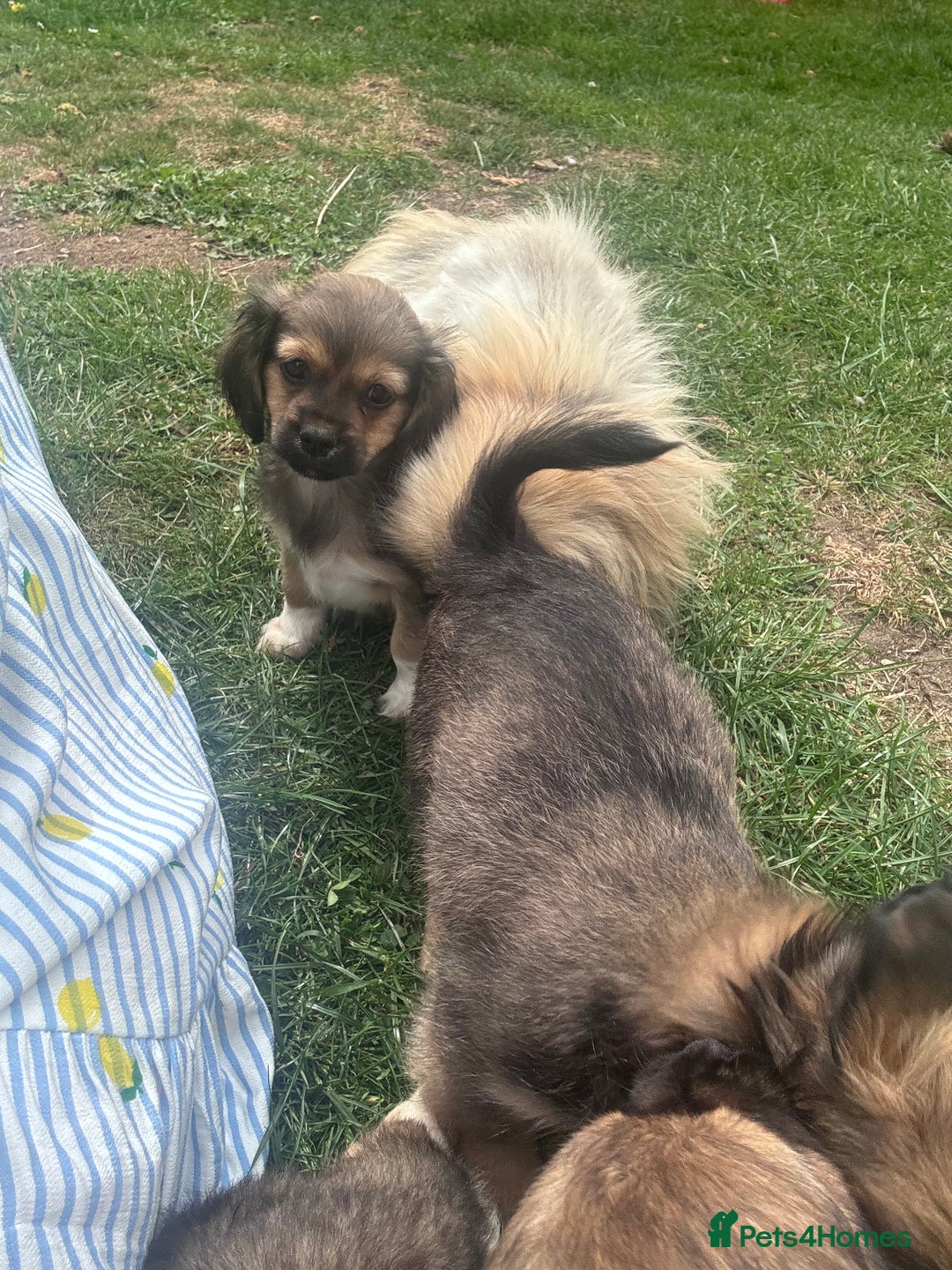 Mixed Breed dogs for sale: Beautiful Dachshund x Pekingese  - Image 5
